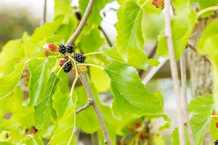 WEEPING MULBERRY FRUITLESS 150STD - image 2