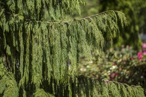 WEEPING NOOTKA FALSE CYPRESS 175CM - image 5