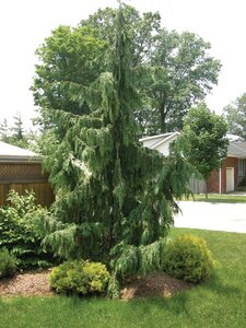 WEEPING NOOTKA FALSE CYPRESS 200 CM - image 1