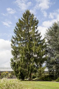 WEEPING NORWAY SPRUCE 150 CM - image 1