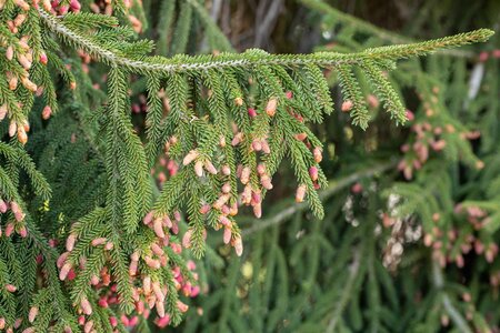 WEEPING NORWAY SPRUCE 150 CM - image 2