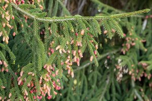 WEEPING NORWAY SPRUCE 200 CM - image 2