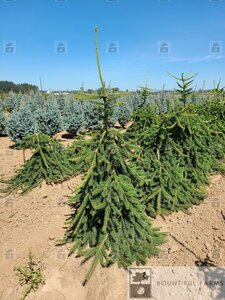 WEEPING NORWAY SPRUCE 200 CM