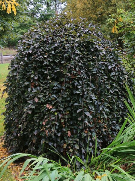 WEEPING PURPLE BEECH 100 CM.