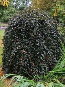 WEEPING PURPLE BEECH 100 CM.