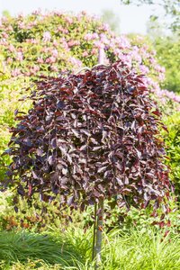 WEEPING PURPLE BEECH 175 CM - image 3