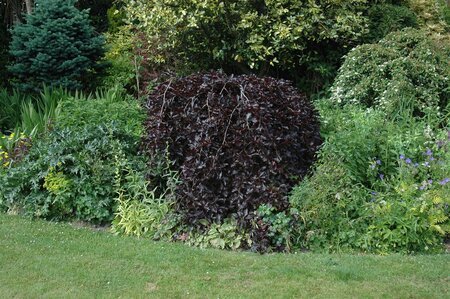 WEEPING PURPLE BEECH 175 CM - image 3