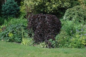 WEEPING PURPLE BEECH 175 CM - image 3
