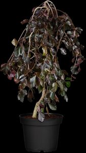 WEEPING PURPLE BEECH 175 CM - image 2