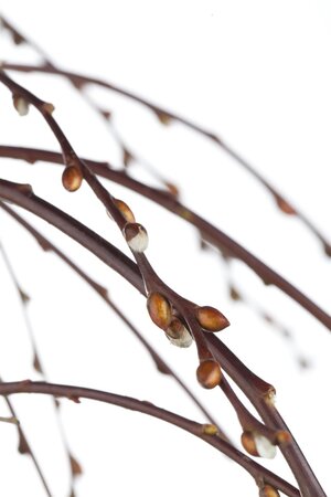 WEEPING PUSSY WILLOW STD - image 3