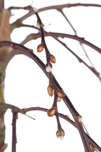 WEEPING PUSSY WILLOW STD - image 4