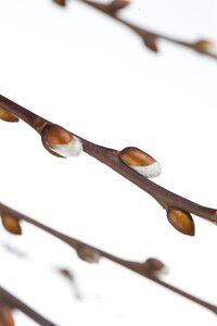 WEEPING PUSSY WILLOW STD - image 5
