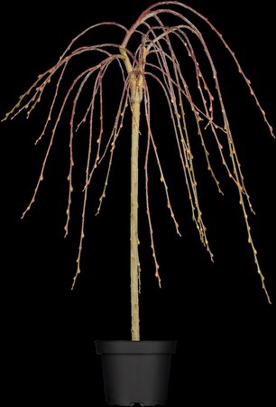 WEEPING PUSSY WILLOW STD - image 2
