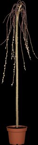WEEPING PUSSY WILLOW STD - image 6