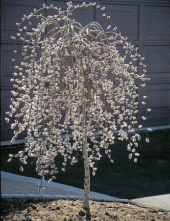 WEEPING PUSSY WILLOW STD - image 1