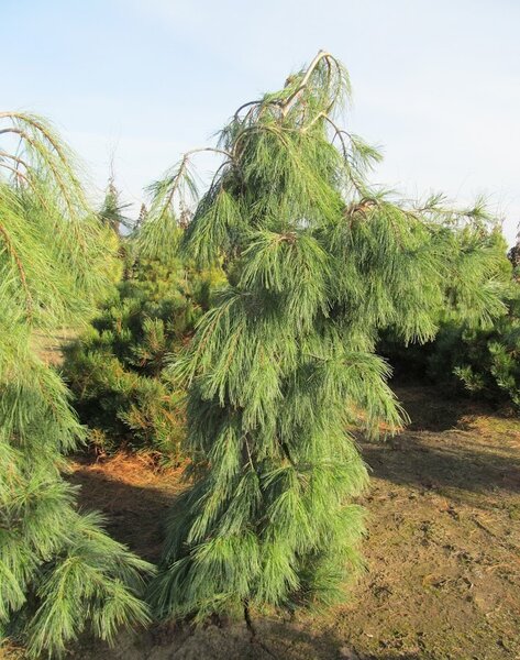 WEEPING WHITE PINE 100CM