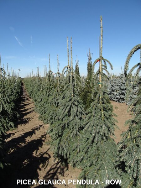 WEEPING WHITE SPRUCE 110CM