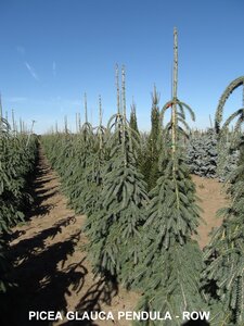 WEEPING WHITE SPRUCE 125CM