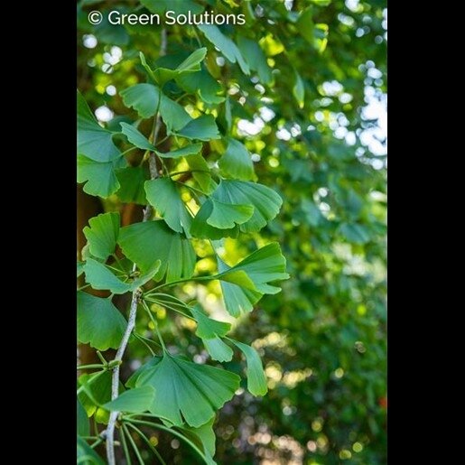 WEEPING WONDER GINKO 50MM