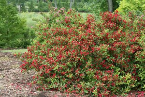 WEIGELA SONIC BLOOM RED 30CM