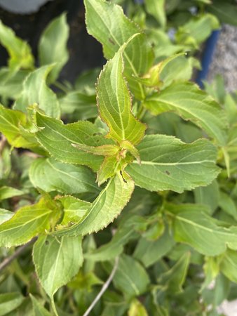 WEIGELA SONIC BLOOM RED 30CM