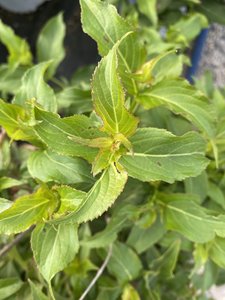 WEIGELA SONIC BLOOM RED 30CM