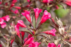 WEIGELA WINE & ROSES 30 CM. - image 3