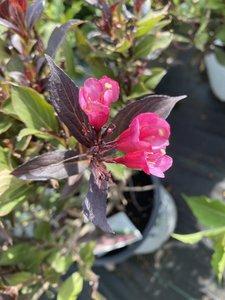 WEIGELA WINE & ROSES 30 CM.