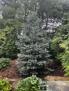 WHISKEY BLUE HILLS SPRUCE 125CM