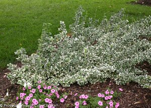 WHITE ALBUM EUONYMUS 30CM