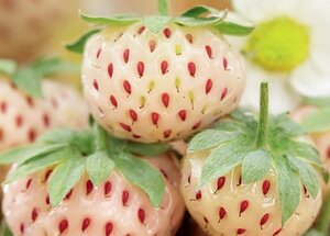 WHITE CAROLINA STRAWBERRY 1G