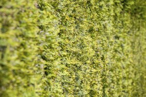 WHITE CEDAR 5G - image 5