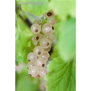 WHITE CURRANT 2G
