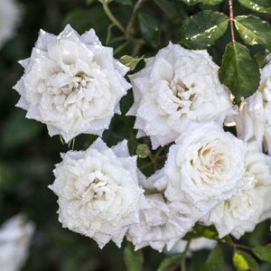 WHITE DRIFT ROSE 2G-White-Drift