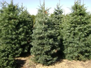 WHITE FIR (Concolour) 175CM