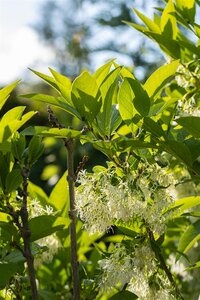 WHITE FRINGE TREE 40CM (3 Month Warranty) - image 5