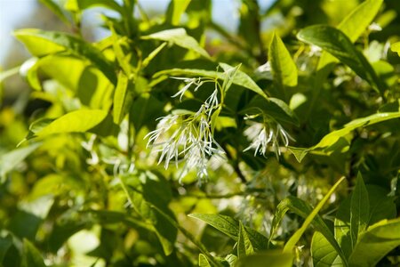 WHITE FRINGE TREE 40CM (3 Month Warranty) - image 1