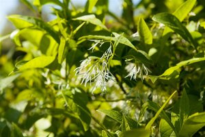 WHITE FRINGE TREE 40CM (3 Month Warranty) - image 1