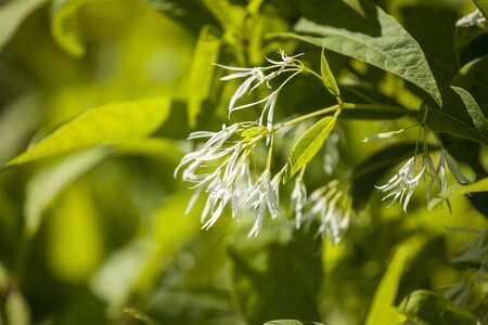 WHITE FRINGE TREE 40CM (3 Month Warranty) - image 2