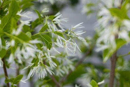 WHITE FRINGE TREE 40CM (3 Month Warranty) - image 3