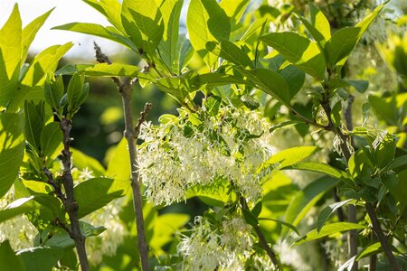 WHITE FRINGE TREE 40CM (3 Month Warranty) - image 4