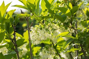 WHITE FRINGE TREE 40CM (3 Month Warranty) - image 4