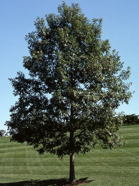 WHITE OAK 200 CM.