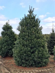 WHITE PINE 125 CM