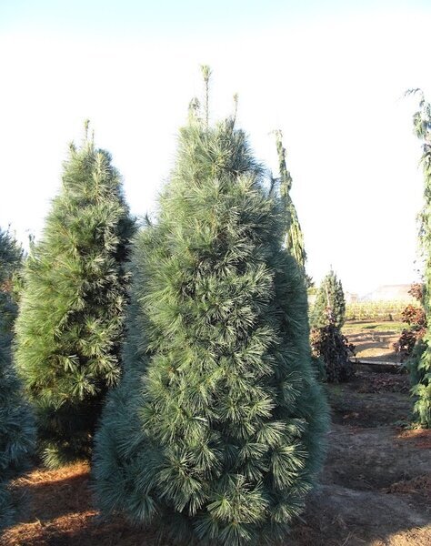 WHITE PINE 275 CM