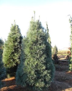 WHITE PINE 275 CM