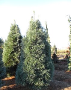 WHITE PINE 30CM