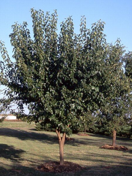 WHITE SHIELD OSAGE ORANGE 275CM
