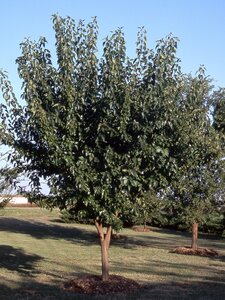 WHITE SHIELD OSAGE ORANGE 275CM
