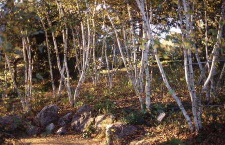 WHITE SPIRE BIRCH 30MM - image 2